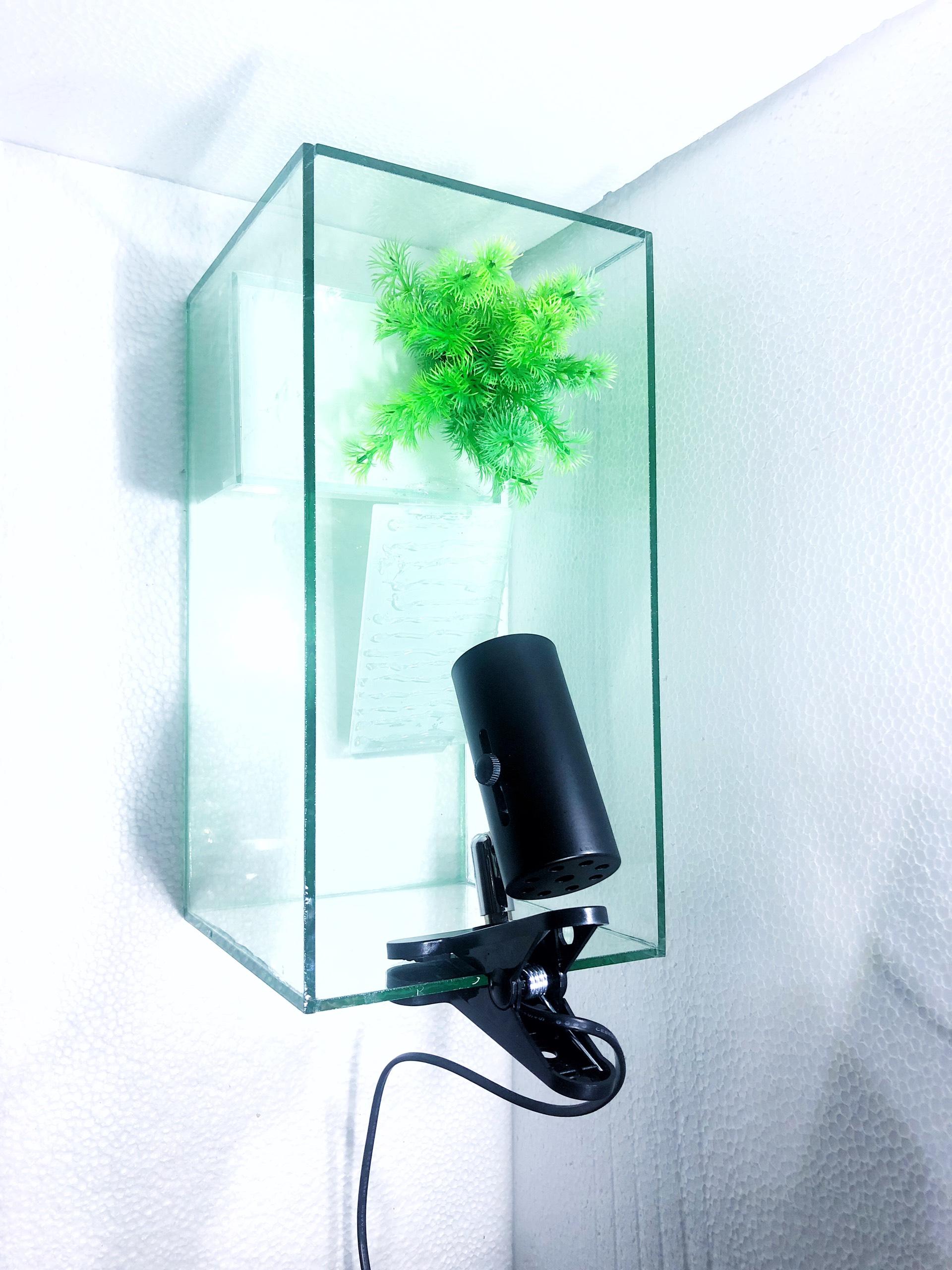 Bể nuôi rùa cảnh - chất liệu kính cao cấp 5ly 35*18*20cm (tặng máng leo và thức ăn)