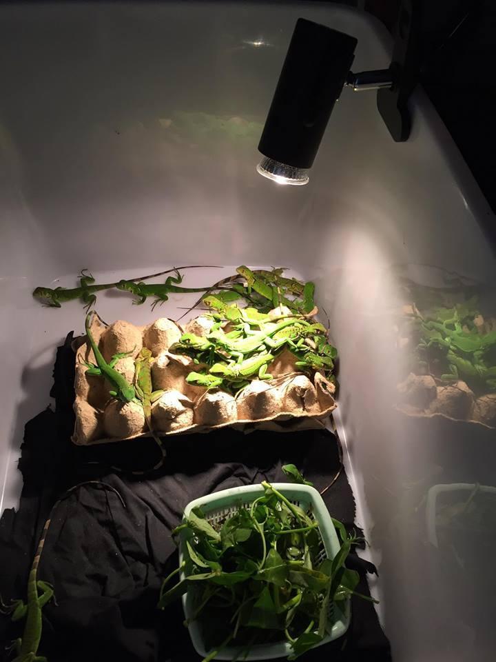 Combo kẹp đèn và bóng đèn UVA UVB cho thú cưng, bò sát