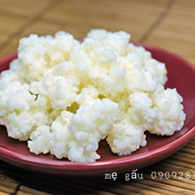 combo 10 phần nấm sữa kefir( 10 phần nấm tuyết tây tạng cho khách), men nấm keifr, nấm làm sữa chua tự nhiên kefir