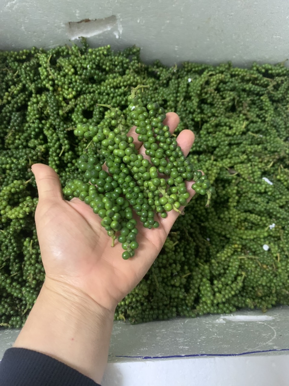 tiêu xanh chưa ngâm nguyên chùm