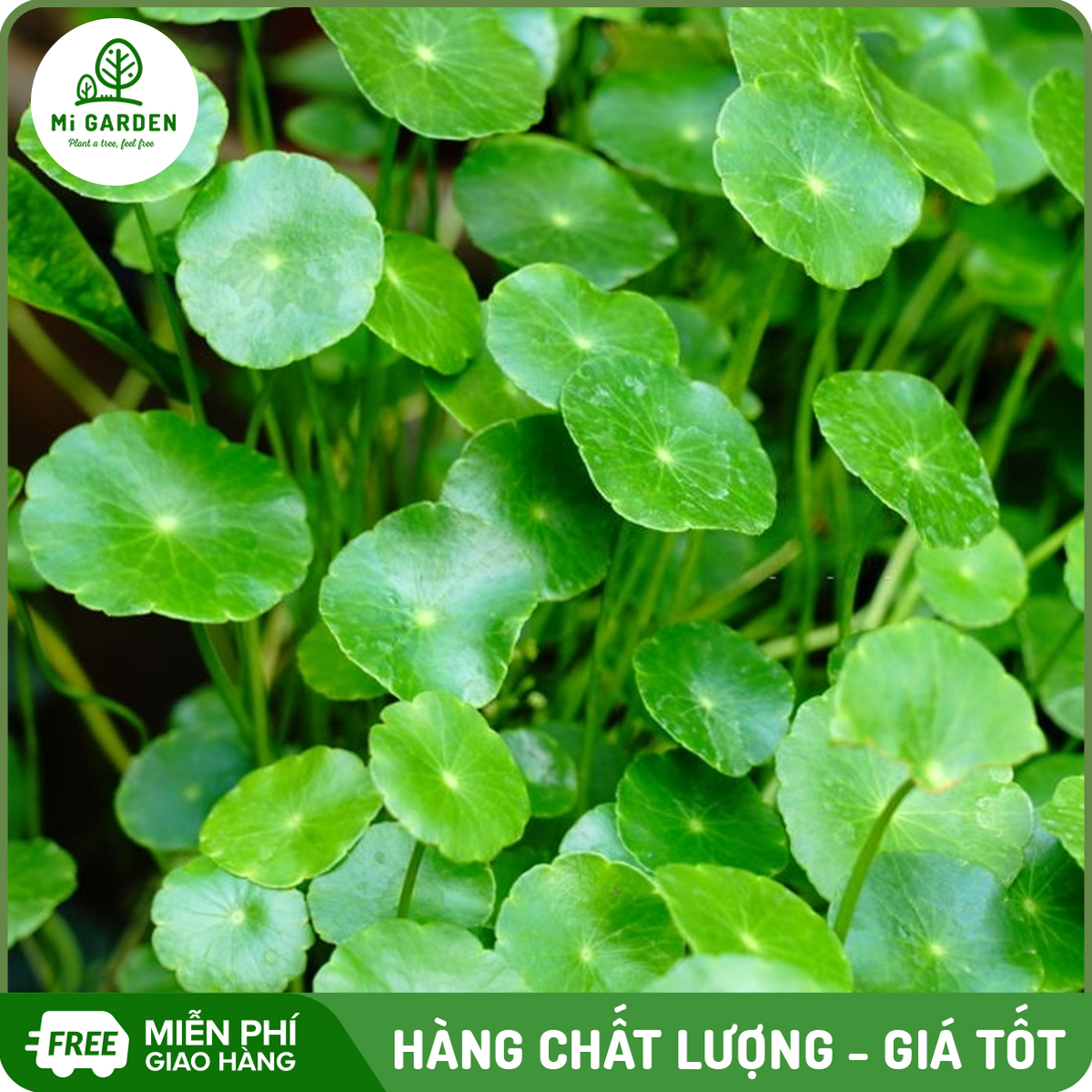 Hạt giống Rau má lá nhỏ Mi Garden, hạt giống dễ trồng, dễ chăm sóc
