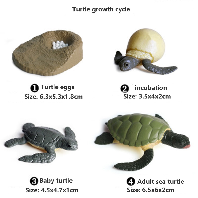 Bộ Mô Hình vòng đời phat triển các loài Động Vật Mini, Mô Hình Mô Phỏng Côn Trùng Đồ Chơi Học Tập, Đồ Chơi Trẻ Em