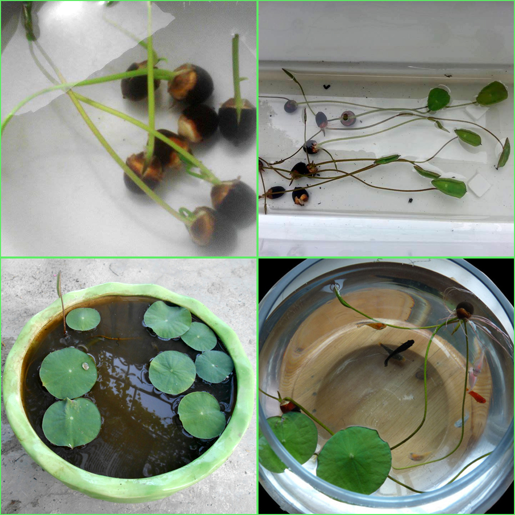 hạt giống SEN BÁCH DIỆP (SEN QUAN ÂM, SEN THÁI) - Gói 100 hạt nhiều màu