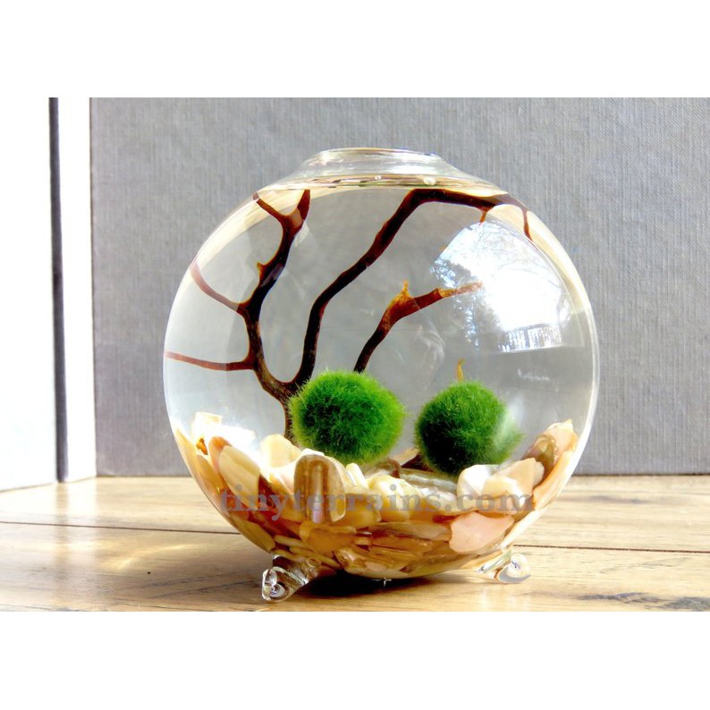 Marimo Tảo thủy sinh may mắn Nhật Bản