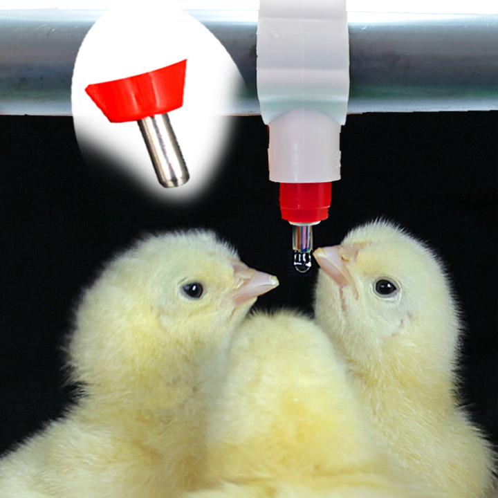 Combo 50 Núm uống nước tự động cho Gà