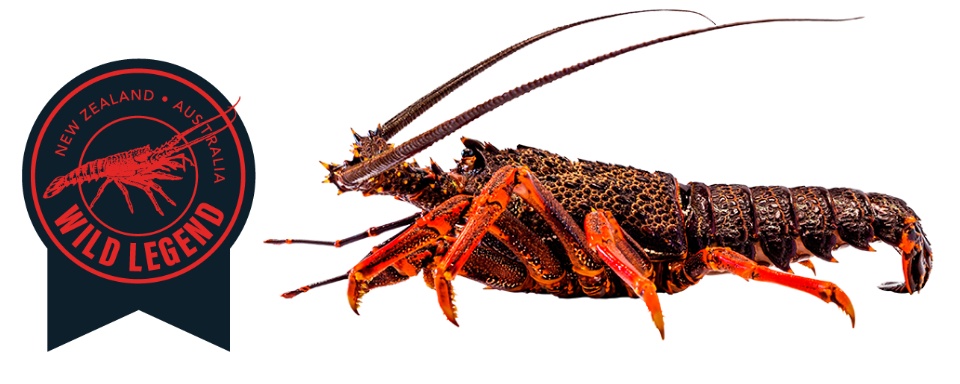 Tôm Hùm Đá Nam Úc loại 0.8-1 kg