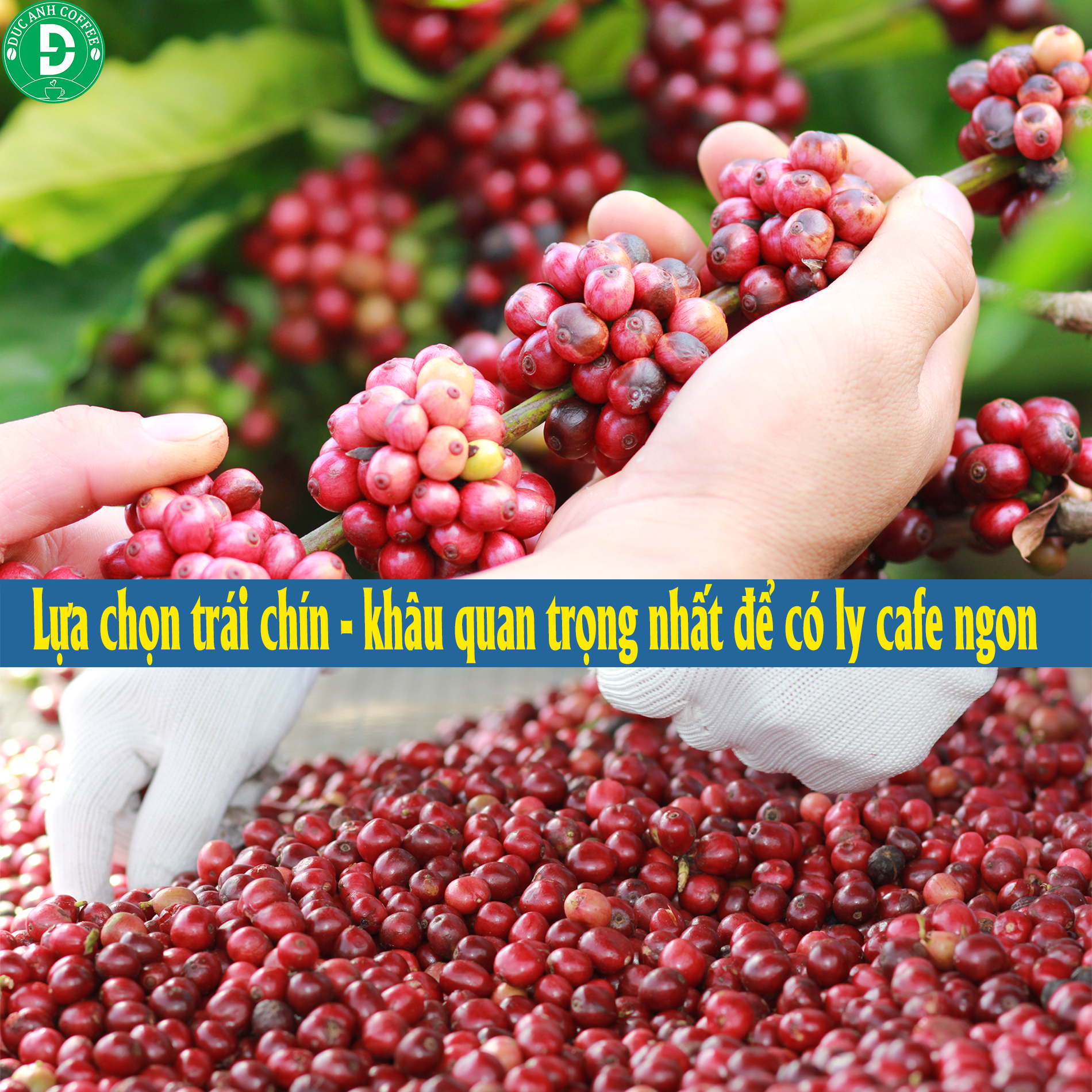 coffee 1kg cà phê rang mộc gói đậm gu thành phần 80% robusta + 20% arabica - cafe ngon nguyên chất đến từ đắk lắk - 2 gói mỗi gói 500gr - cam kết nguyên chất - xay sẵn dùng pha phin 3
