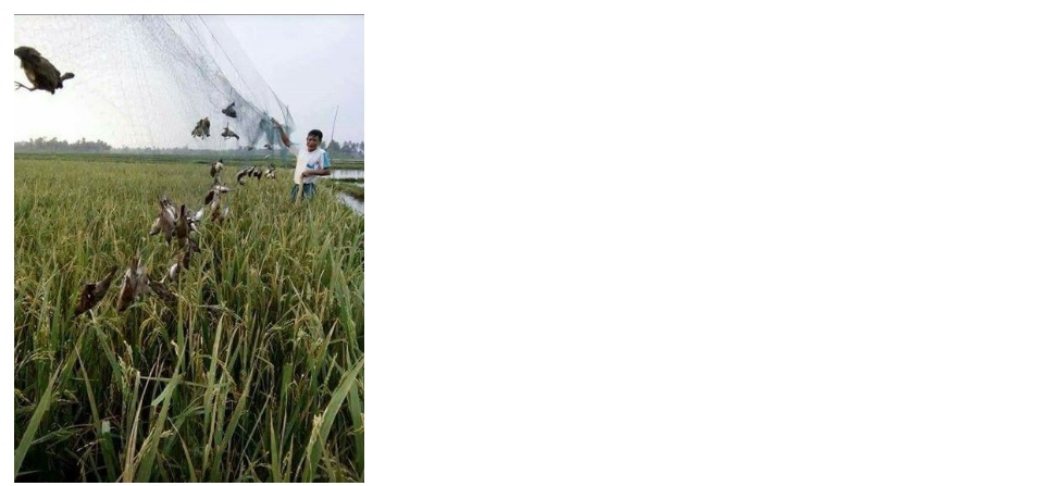 Lưới tàn hình 5 phân 20m bẫy chim  trao trảo, chào mào, cu tiểu, chòe, khướu