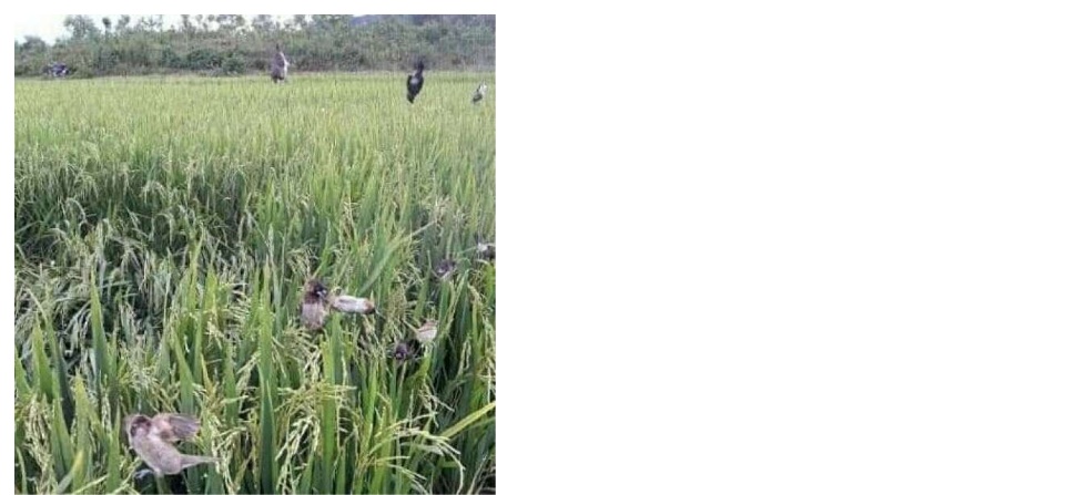 Lưới tàn hình 5 phân 20m bẫy chim trao trảo, chào mào, cu tiểu, chòe, khướu