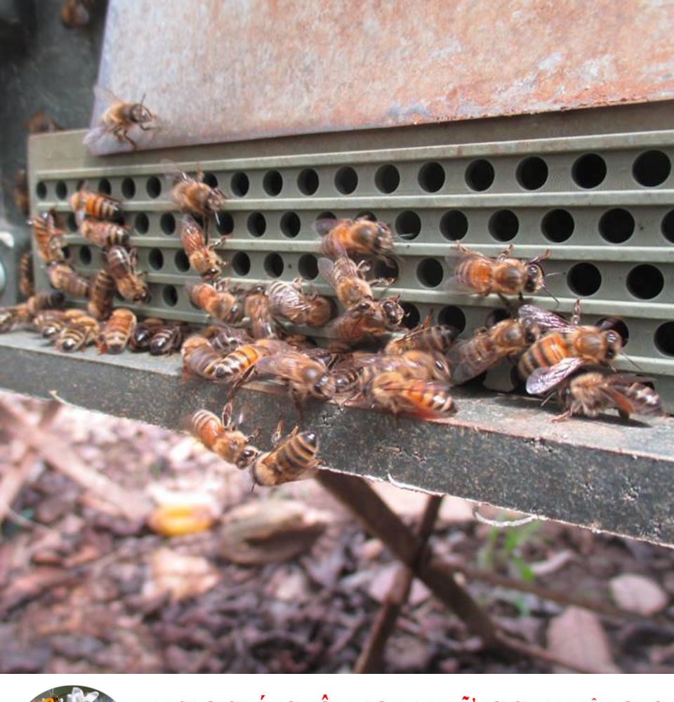 [tết 2022- mua 2 tặng 1] mật ong nguyên chất rừng tràm 1 lít -giá gốc tại trang trại thương hiệu nhạt cà phê [hơn 1000 đánh giá 5 từ khách hàng ] 4