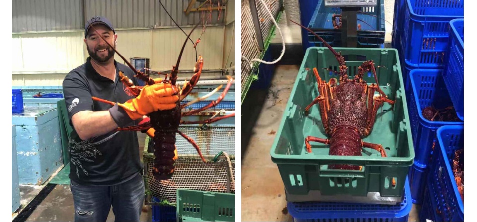 Tôm Hùm Đá Nam Úc loại 0.8-1 kg