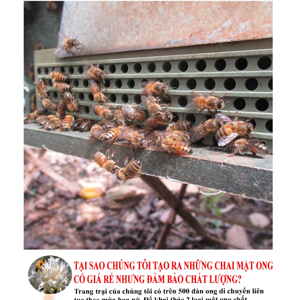 mật ong nguyên chất rừng tây nguyên 1 lít (giá gốc, bao đủ lít) gian hàng nhạt cà phê 3