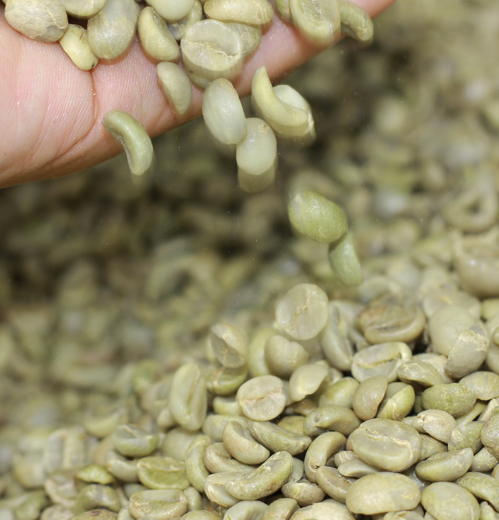 coffee 1kg cà phê rang mộc gói đậm gu thành phần 80% robusta + 20% arabica - cafe ngon nguyên chất đến từ đắk lắk - 2 gói mỗi gói 500gr - cam kết nguyên chất - xay sẵn dùng pha phin 5
