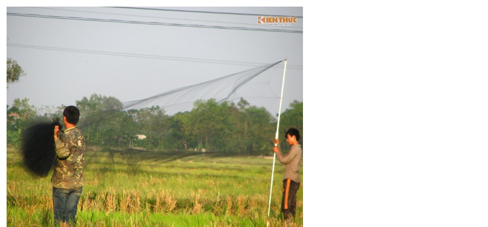 Lưới tàn hình 5 phân 20m bẫy chim trao trảo, chào mào, cu tiểu, chòe, khướu