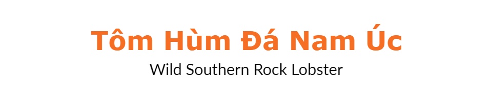 Tôm Hùm Đá Nam Úc loại 0.8-1 kg