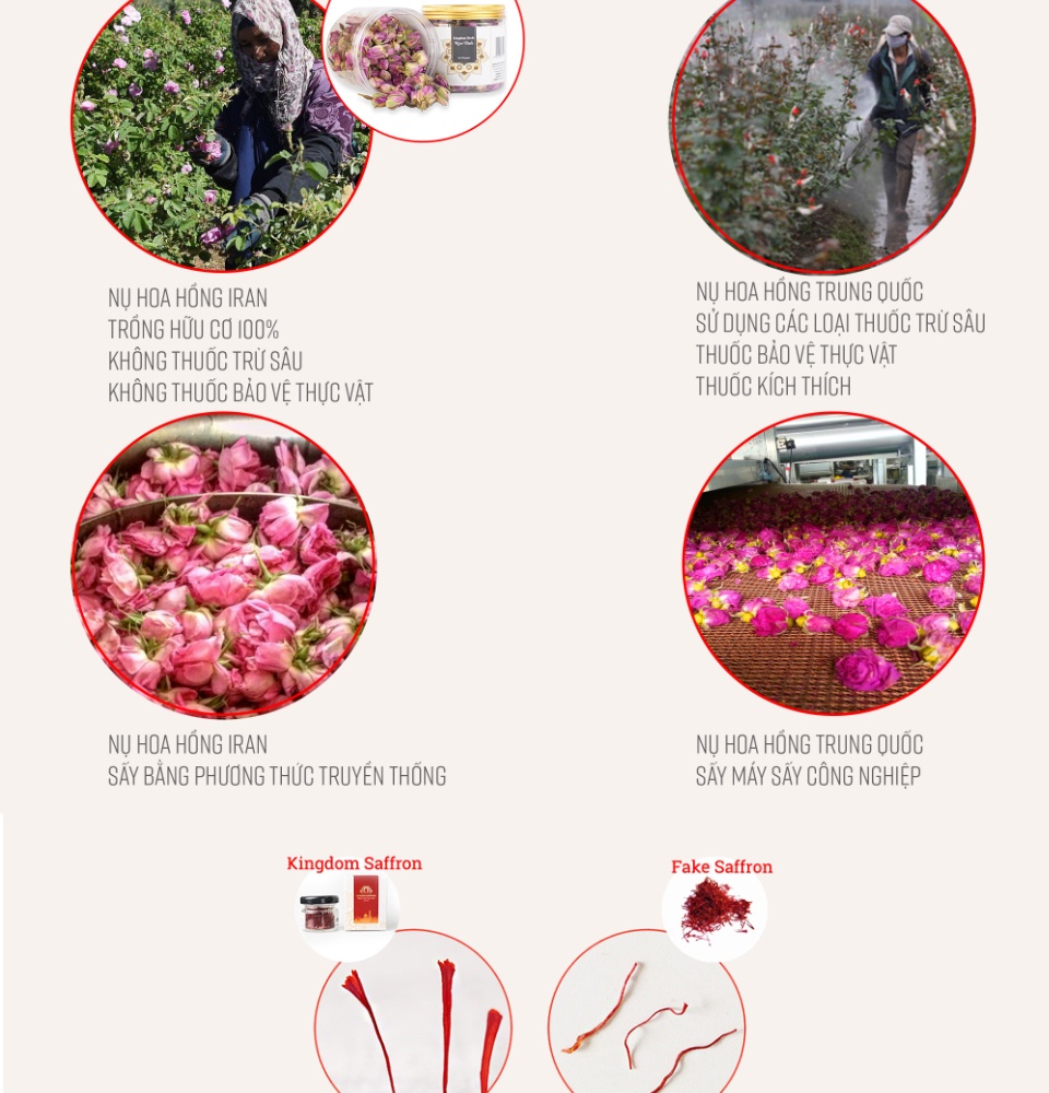 combo kingdom saffron nhụy hoa nghệ tây và nụ hồng khô iran thượng hạng 1 14