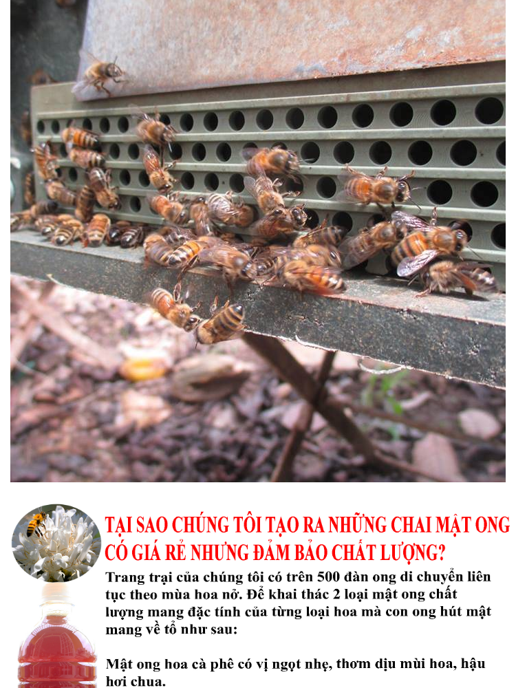 mật ong nguyên chất rừng tây nguyên 1000ml - mật ong đủ tiêu chuẩn xuất khẩu giá gốc tại trang trại 2