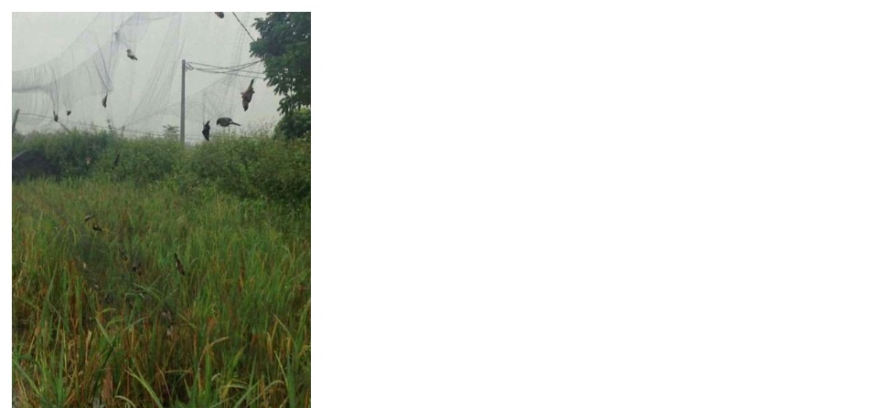 Lưới tàn hình 5 phân 20m bẫy chim trao trảo, chào mào, cu tiểu, chòe, khướu