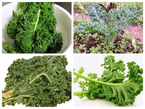 hạt giống cải xoăn khổng lồ kale