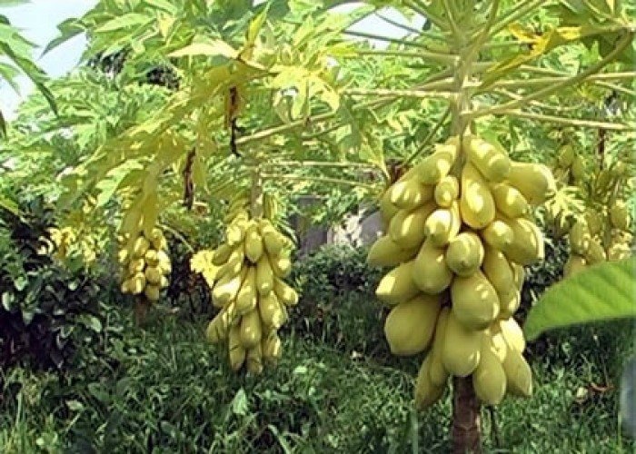 Image result for Äu Äá»§ vá» vÃng