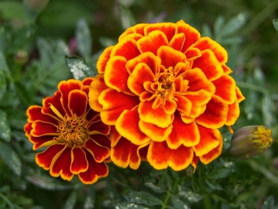 My Momo's favorite flower...and maybe one if I decide to grow...would live. Marigolds.