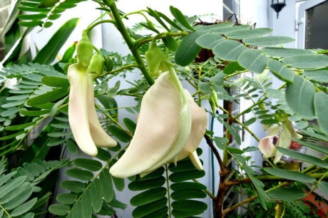 Ky thuat trong cay so dua cho hoa ra quanh nam - Anh 3