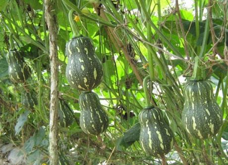 Cach trong bi do tai nha cho qua sai, it sau benh - Anh 3
