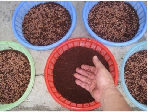 Đổ giá thể vào khay trồng trước khi gieo hạt rau mầm
