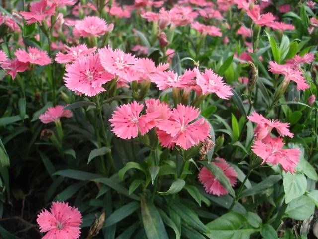 Kỹ thuật trồng hoa cẩm chướng trong chậu cho ban công thêm lãng mạn - Ảnh 4