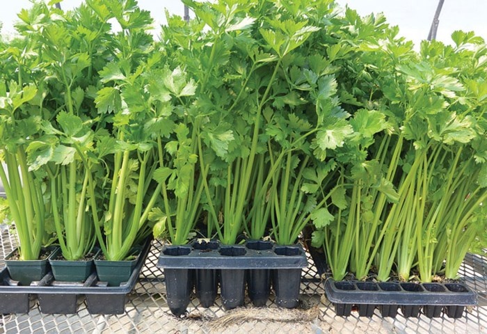 Kỹ thuật trồng và chăm bón rau cần tây tại nhà - Ảnh 4
