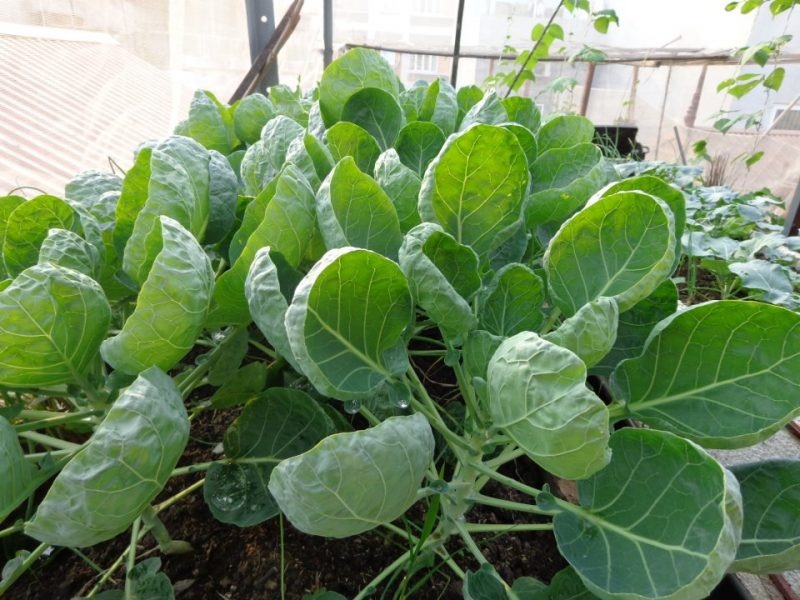 Hướng dẫn kỹ thuật trồng và chăm sóc cải rổ