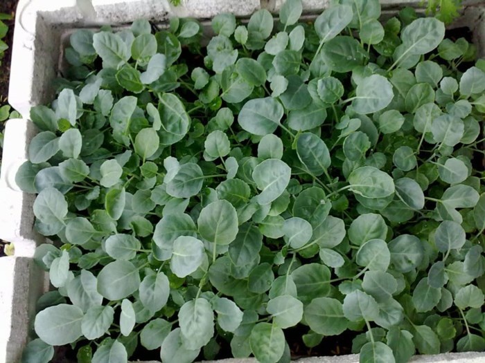 Hướng dẫn trồng và chăm sóc rau cải rổ - Ảnh 1