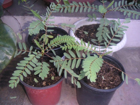 Ky thuat trong cay so dua cho hoa ra quanh nam - Anh 2