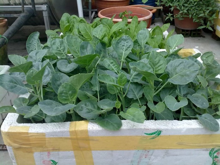 Hướng dẫn trồng và chăm sóc rau cải rổ - Ảnh 2
