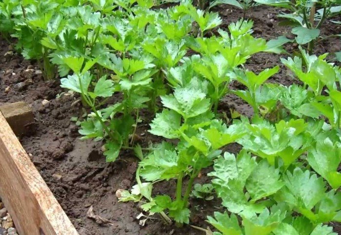 Kỹ thuật trồng và chăm bón rau cần tây tại nhà - Ảnh 2