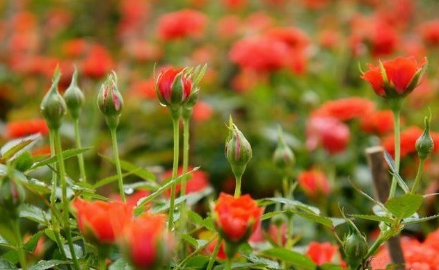 Kỹ thuật trồng hoa hồng tỉ muội ra hoa quanh năm dành cho ai chưa biết - Ảnh 3