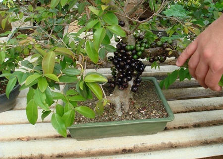 Káº¿t quáº£ hÃ¬nh áº£nh cho NHO THÃN