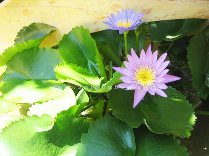 HÃ¬nh áº£nh cÃ³ liÃªn quan