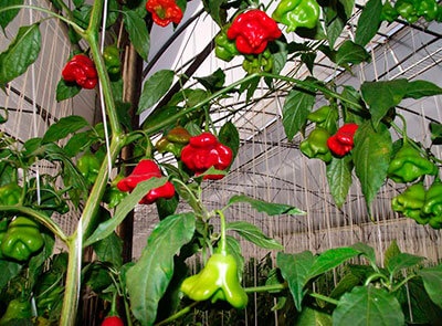 Kết quả hình ảnh cho ớt hoa hồng các ươm hạt