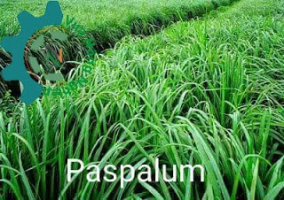Cỏ PASPALUM chịu nước