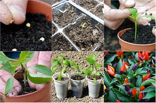 cách trồng ớt ngũ sắc